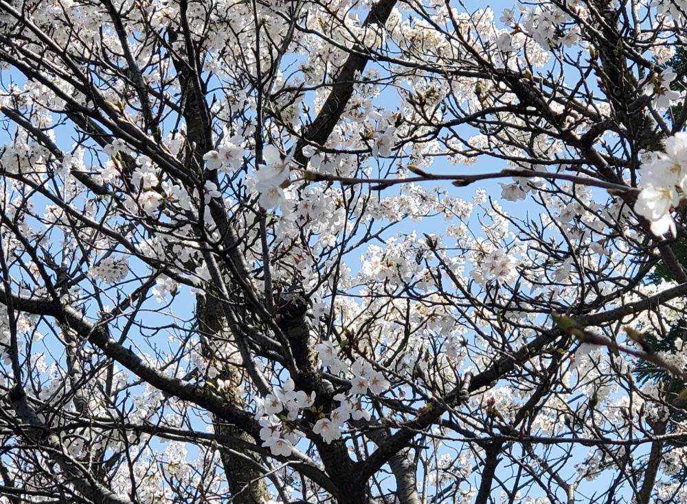 桜
桜の花びら
